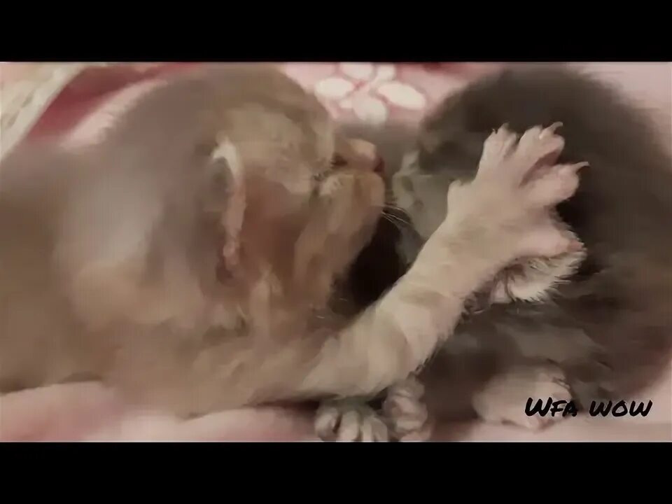 Котенок 17 дней. Настоящих котят. Милые сибирские котята. Недельные котята. Котенок 17 дней.