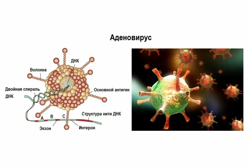 Строение аденовируса микробиология. Аденовирус строение вириона. Аденовирусная инфекция возбудитель. Вирус аденовирус микробиология. Аденовирус гриппа