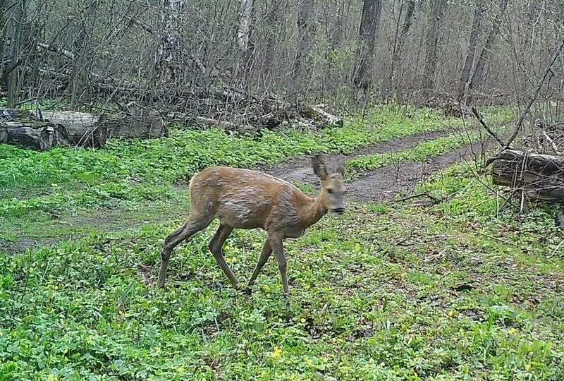 Какие животные обитают в пензенской области. Косуля в Воронежской области. Косули Воронежского заповедника. Олень косули в Воронежской области. Графский заповедник Воронеж.