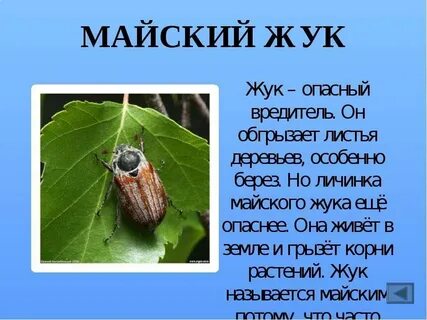 Майский жук вред