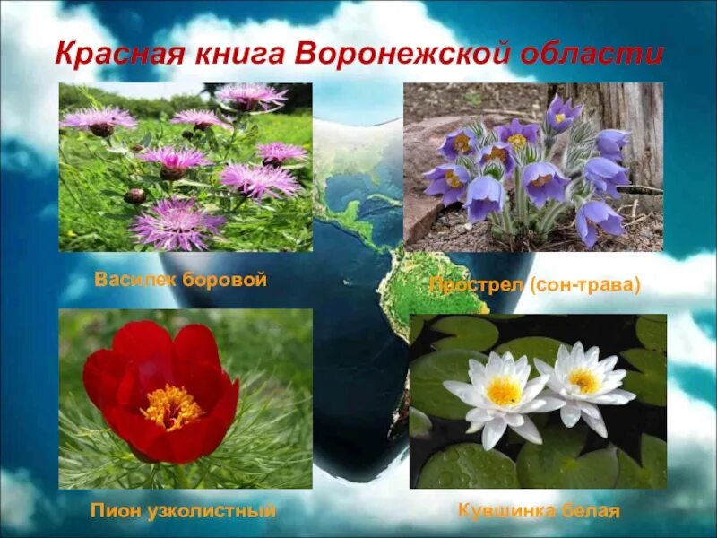 Растения и животные красной книги воронежского края