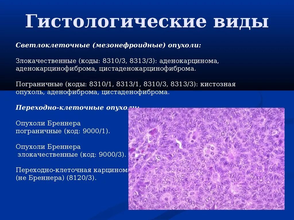 Плоскоклеточное поражение низкой степени. Некротизирующая эпителиома Малерба. Крупноклеточная лимфома гистология. Плоскоклеточная карцинома шейки матки гистология. Опухоль Бреннера морфология.