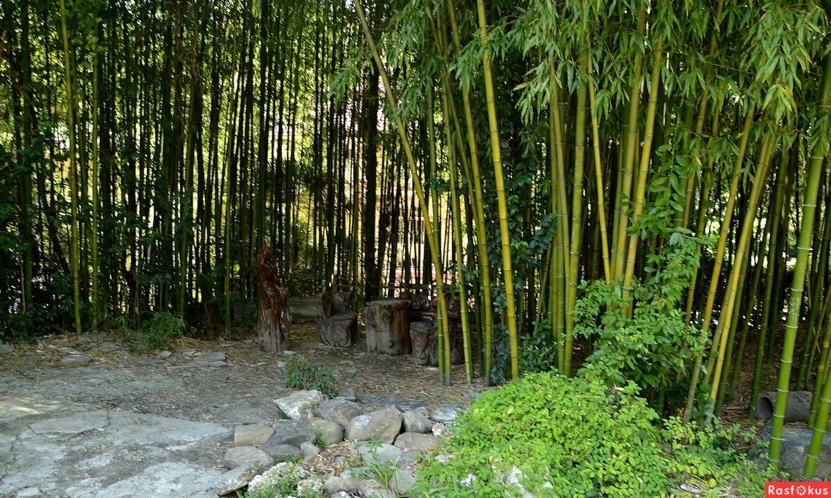 сочинский дендрарий ,f,v,er. бамбук в сочинском дендрарии. в абхазии бамбуковая роща абхазии. сочинский дендрарий бамбуковая роща. парк дендрарий сочи бамбук.