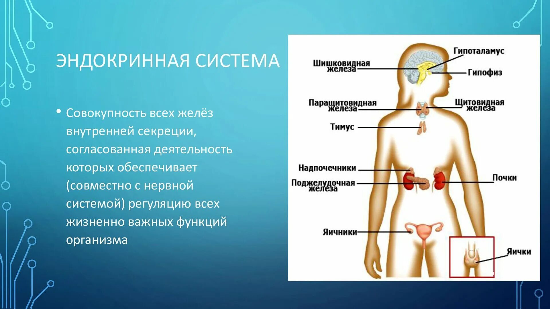 Эндокринная система человека гормоны. Органы эндокринной системы человека. Эндокринная система анатомия. Общий план строения эндокринной системы. Эндокринная система таблица.