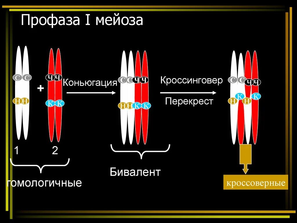 Образуются биваленты. Биваленты. биваленты хромосом. биваленты это в биологии. биваленты в мейозе это.