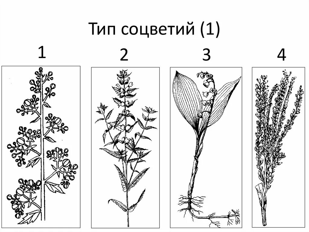 Фрондозное соцветие. Пастушья сумка Тип соцветия схема. Мутовка соцветие. Соцветие полузонтик. Контрольная работа соцветия 6 класс биология