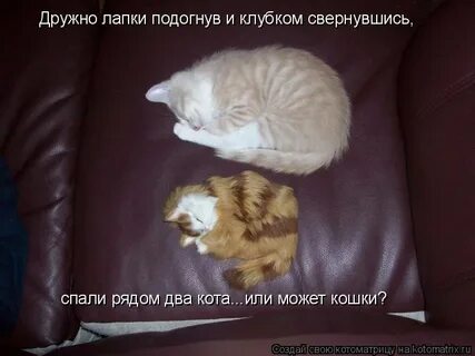 День сворачивания в клубочек 18 декабря