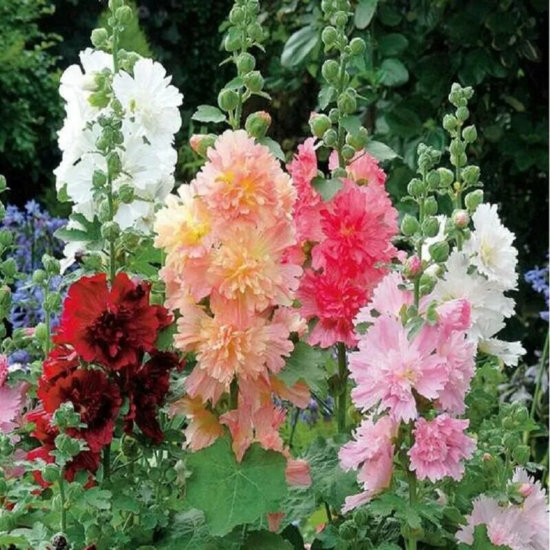 Мальва сорта. Мальва – alcea rosea.