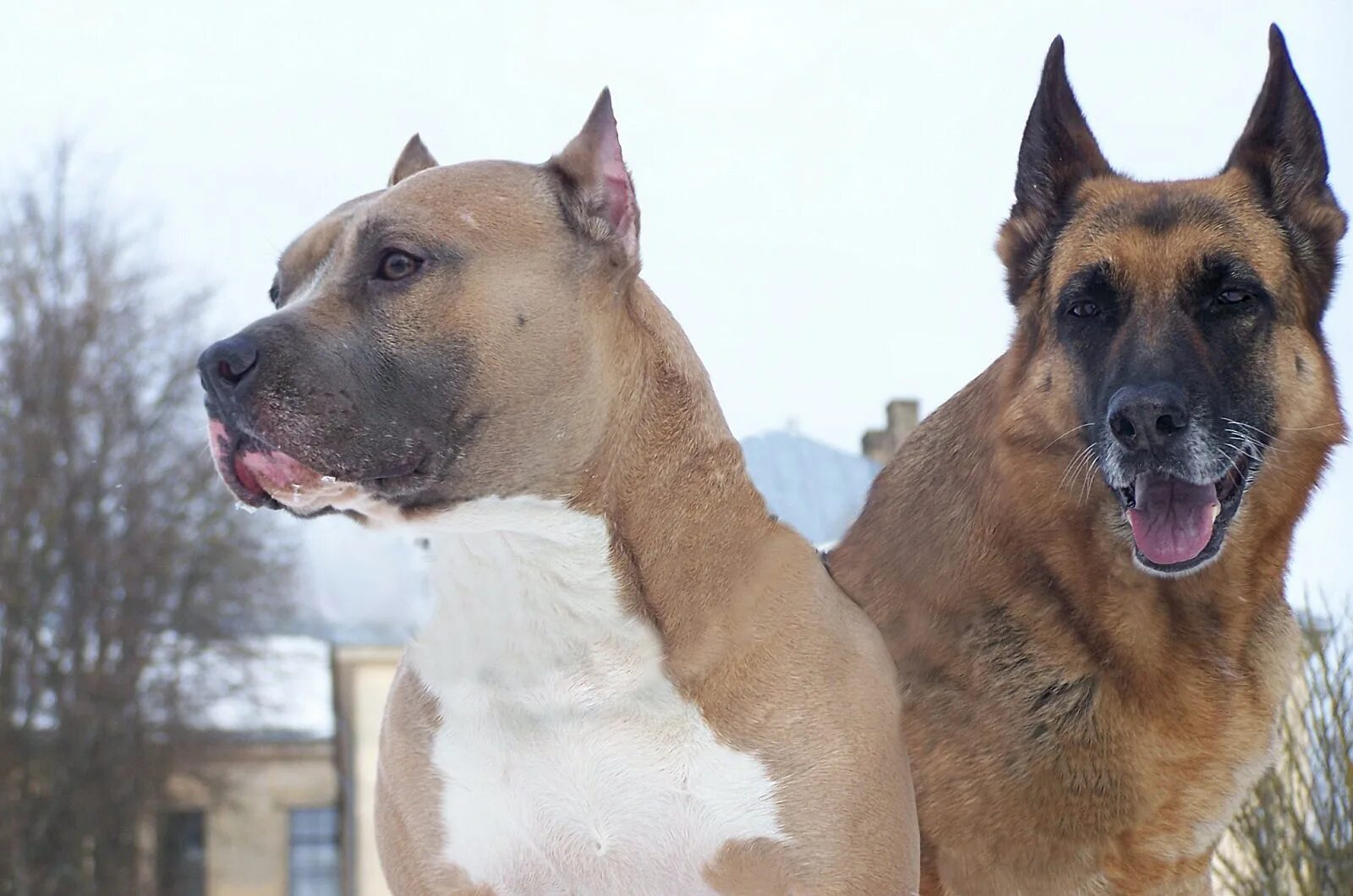 стаффорд с овчаркой. американский стаффордширский терьер тигровый. стаффордширский терьер тигровый. стаффордширский терьер помесь. стаффордширский терьер метис.