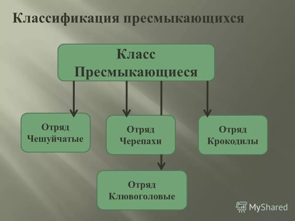 Перечислить отряды пресмыкающиеся