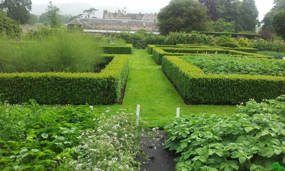 самшит живая изгородь. зеленые бордюры. спирея самшит. самшит вечнозеленый живая изгородь. буксус живая изгородь.