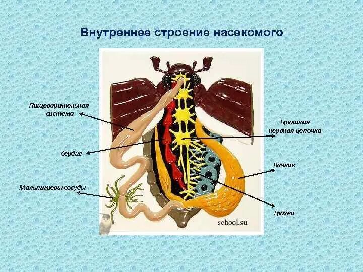 Строение насекомых. Строение насекомых