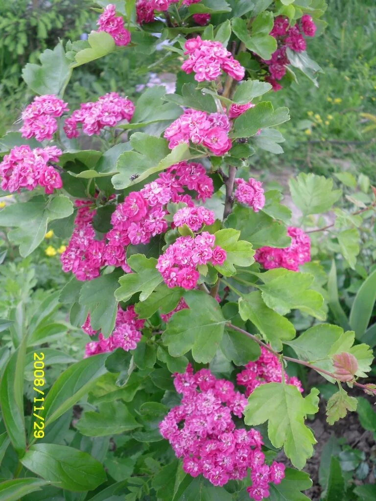 боярышника • rubra plena – махровые. Crataegus monogyna rubra plena. боярышник рубра. боярышник пауль скарлет. боярышник розовоцветный.