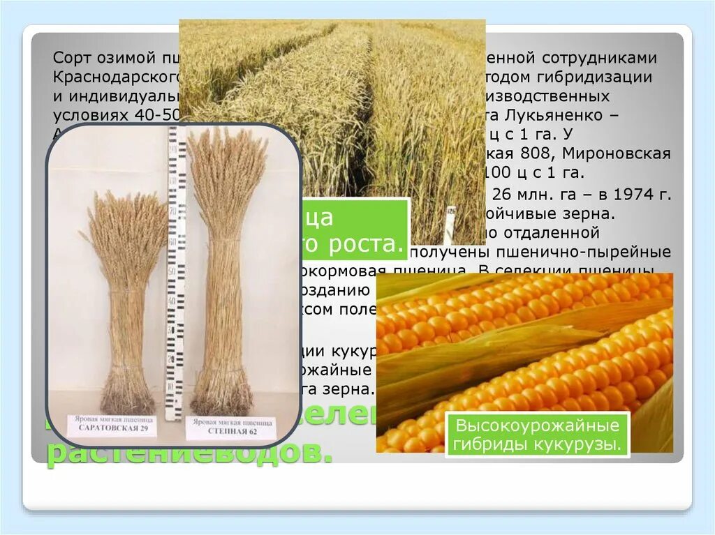 полиплоидия в селекции растений. коллекция семян фото. маис кукуруза мексика. теосинте предок кукурузы. емкость рынка семян в россии.