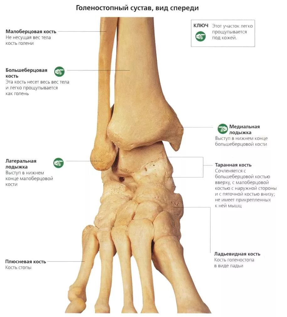 где суставы на ногах. строение голеностопа кости. где суставы на ногах. таранно-пяточный сустав анатомия. где суставы на ногах.