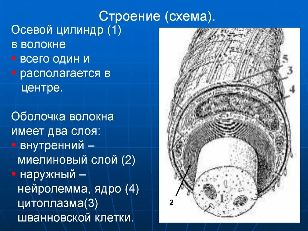 Имеет несколько слоев один