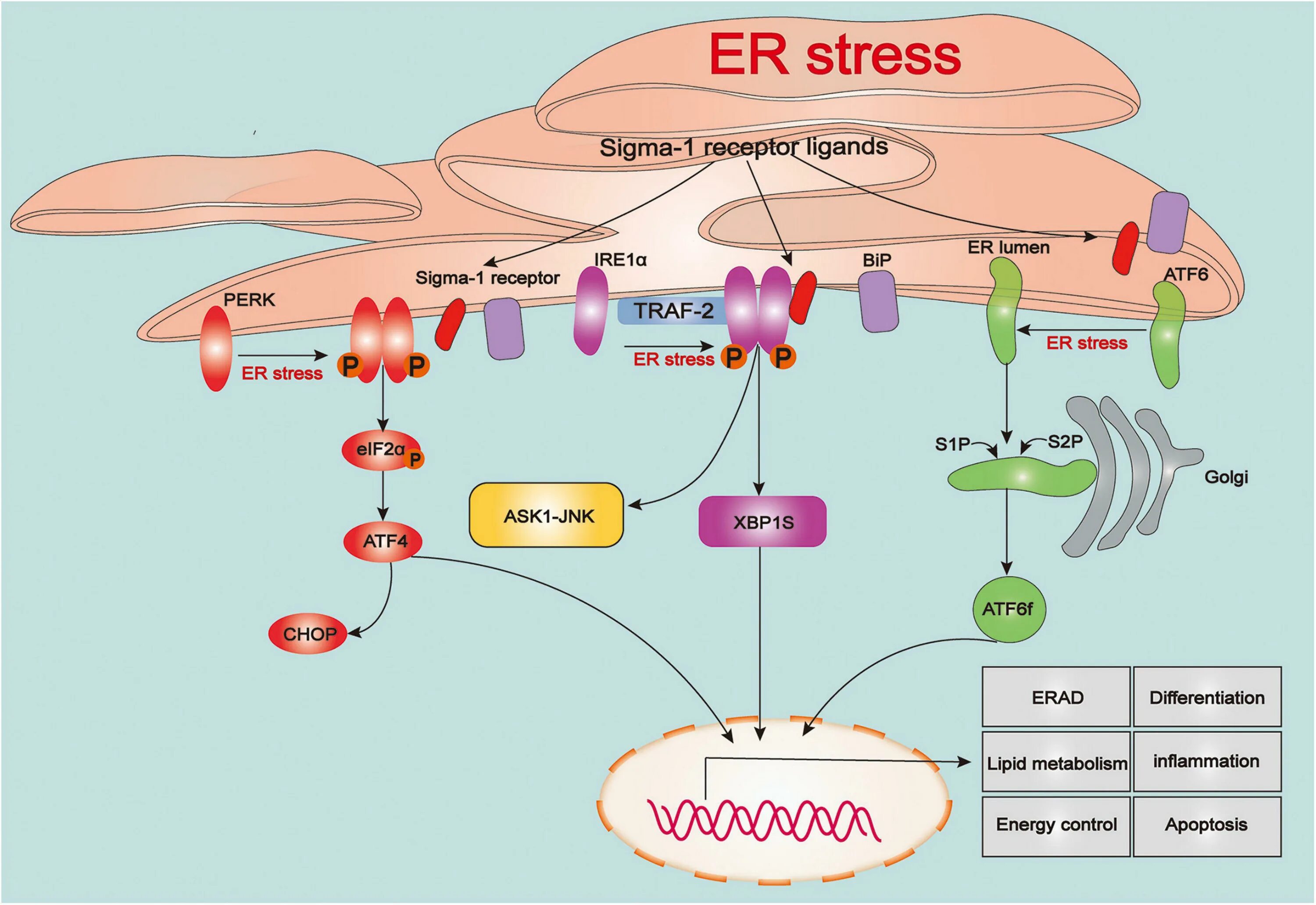 Er stress. Er stress. Стресс эпр. Эр стресс. Кейлоны и антикейлоны.