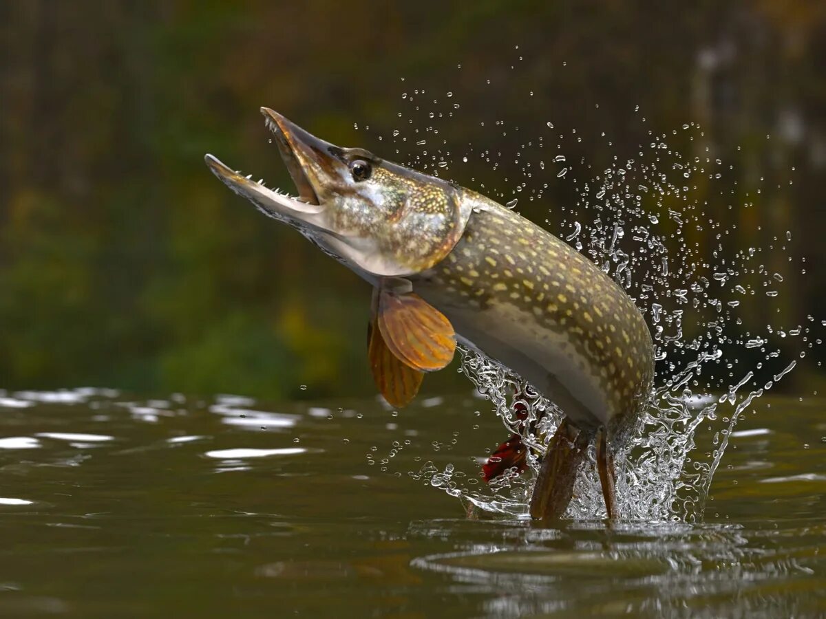 Щука плавает в воде. Щука Esox Lucius. Northern Pike рыба. Щука-маскинонг. Щука в воде.