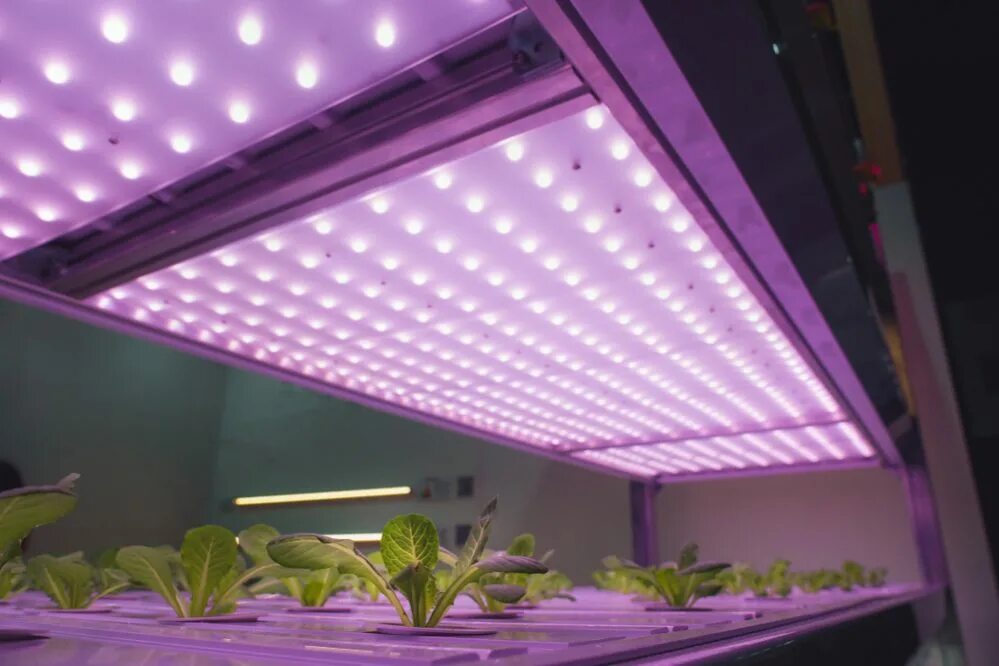 Led grow Light GM 100. Упаковка led grow Light. Подсветка для цветов. Искусственное освещение растений. Led plant lights