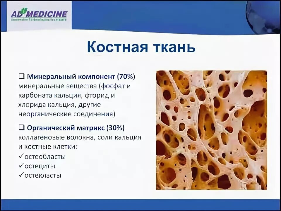 Состав костной ткани элементы. Основной минеральный компонент костной ткани. минеральные вещества костной ткани их биологическая роль. органический компонент костной ткани. основной минерал костной ткани.