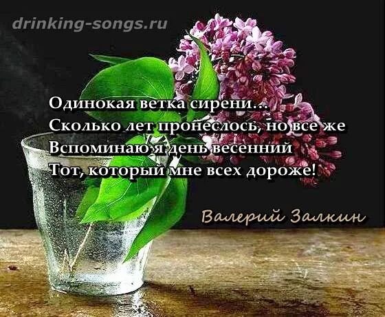 Залкин сирень текст. Одинокая ветка сирени текст. Одинокая ветка сирени слова. Одинокая ветка сирени текст песни. Одинокая сирень текст.