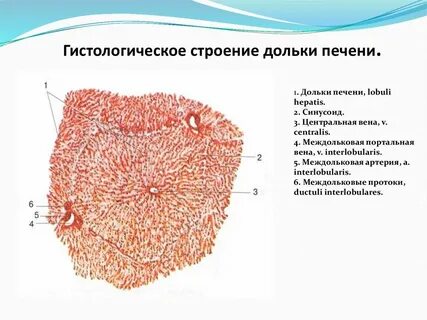 Собирательная вена печени
