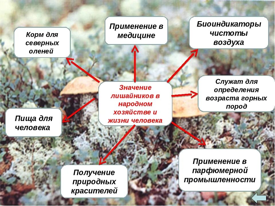 Характерные признаки лишайника. Лишайники значение в природе и жизни человека. Схема лишайников в природе. Роль лишайников схема. Схема значение лишайников 5 класс биология.