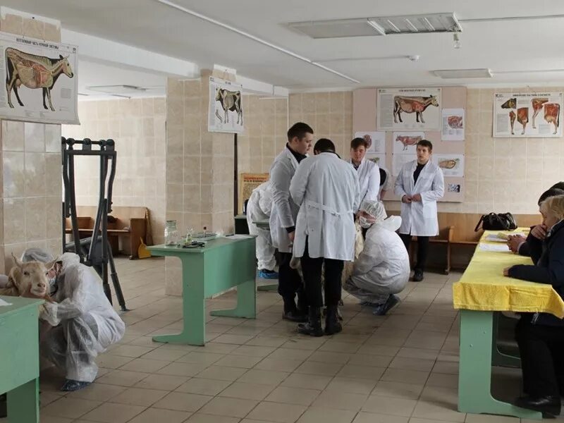 Ветврач после 9 класса. Ветврач после 9 класса
