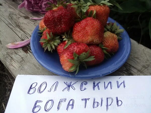 Клубника волжском. Земляника белтран f1. Земляника крупноплодная корона. Клубника волжском. Клубника которая растет на дереве.