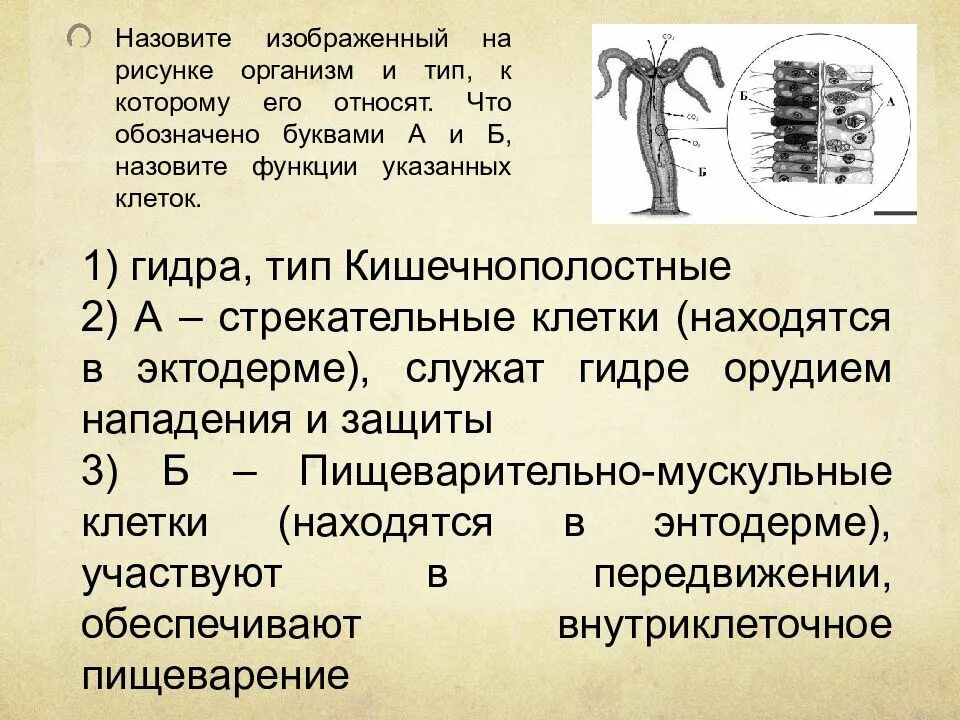 Назовите изображённый на рисунке организм и Тип. Назовите на рисунке организм и Тип к которому его относят. Что обозначено на рисунке буквой а?. Назовите клетки обозназначенные буквой а.