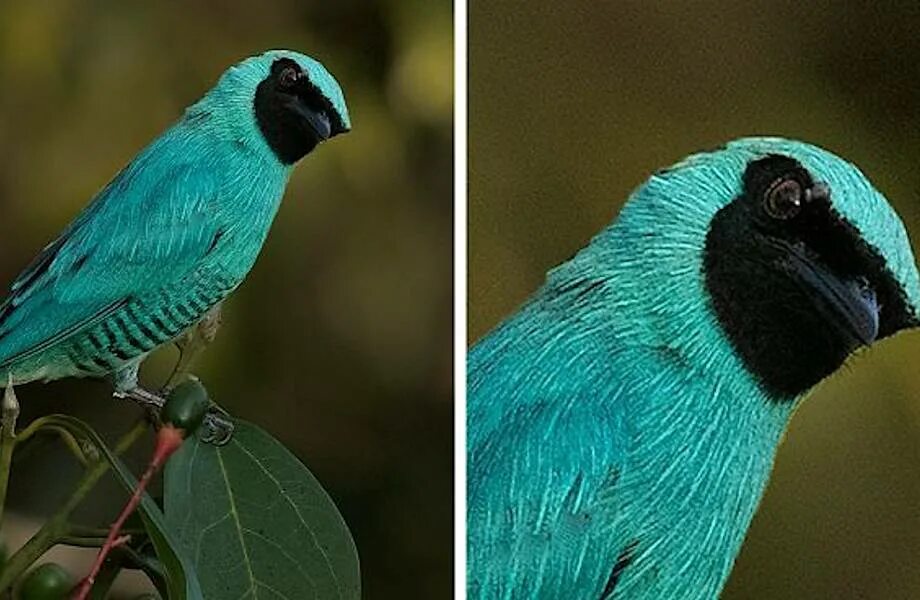 Сравнение оперения птиц. Бирюзовая танагра в природе. Перуанская птица. Красночубая кокетка. Перу красивые места джунгли.