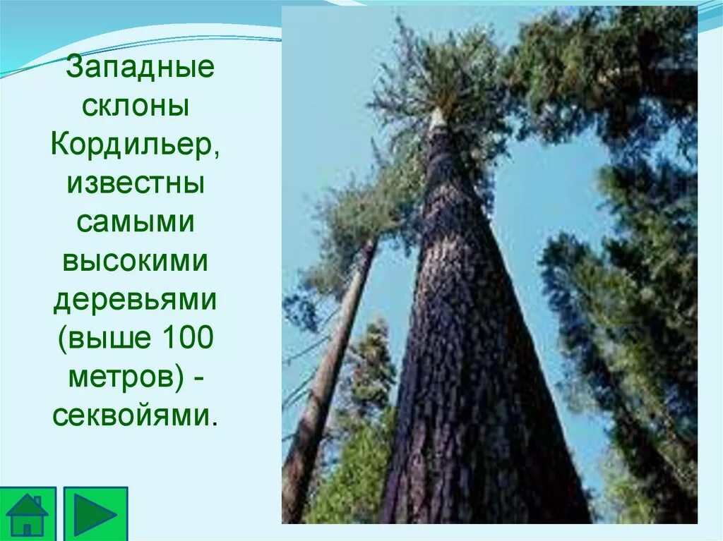 Природная зона с самым высоким деревом. Самое высокое дерево 100 метров. Самое высокое дерево в Северной Америке 100 метров.