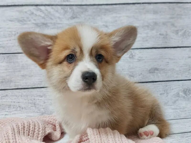 заводчик корги таро. екатерина вельш. заводчик корги таро. ксаро честная игра. заводчик корги таро.