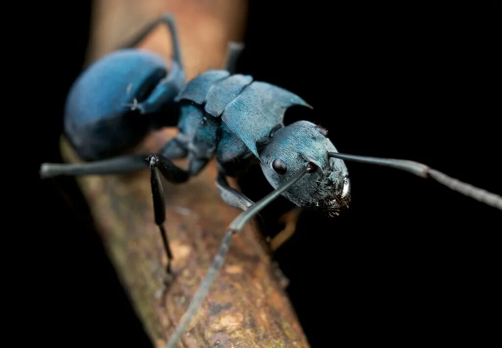 Синий муравей насекомое. Синий муравей. Синий муравей. Blue ant. Экзотические муравьи.