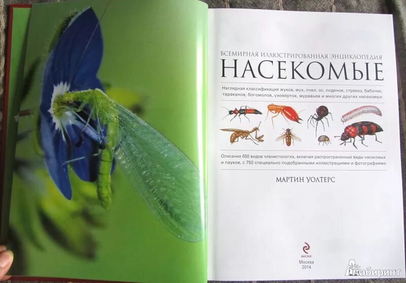 Энциклопедия. Книга про насекомых. Насекомые. Большая книга о насекомых. Большая книга о насекомых 1001 фотография.