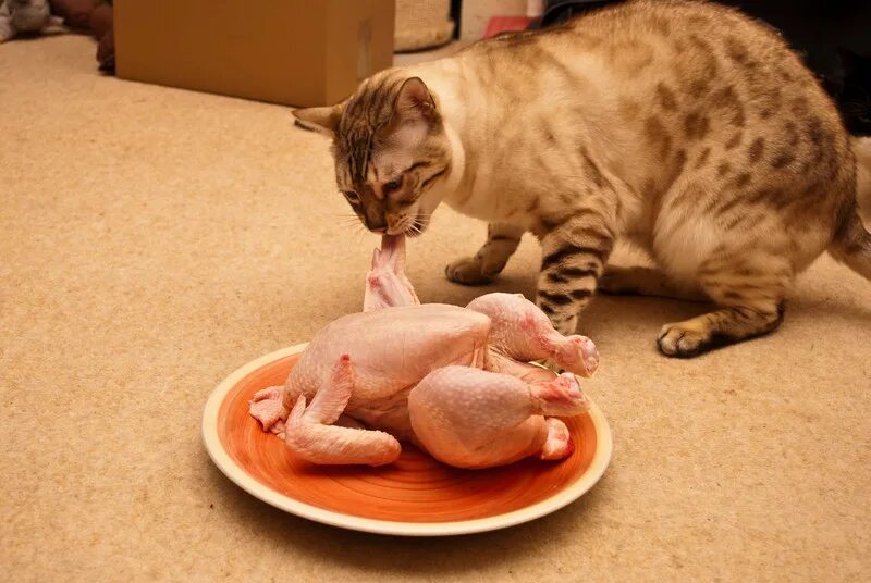 рыжий котенок кушает. наседка с котятами. куриная котят. милые цыплята и котята. курица с котятами.