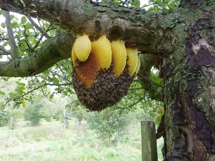 Wild bee hive Bee friendly plants, Bee, Honey bee hives