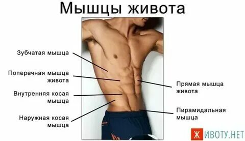Боль в правом боку. Боли в животе. Правая сторона живота. Болит бок живота слева. Боли в мышцах живота справа.