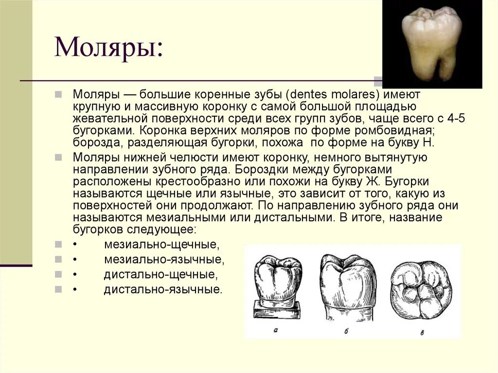 У ребенка лезет второй моляр. У ребенка лезет второй моляр. Схема прорезывания первых коренных зубов. У ребенка лезет второй моляр. Зубы у детей порядок прорезывания молочных коренных.