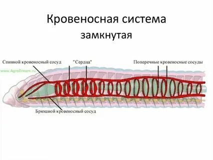 Кольчатые черви количество кругов кровообращения