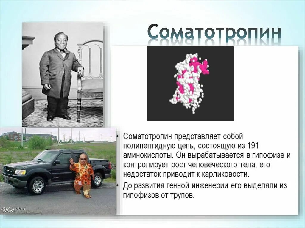 Инсулин и соматотропин. Соматотропин. Соматотропин презентация. Соматотропин фото. Соматотропин презентация по биологии.