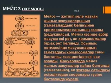 Жаңа HD анальный порно