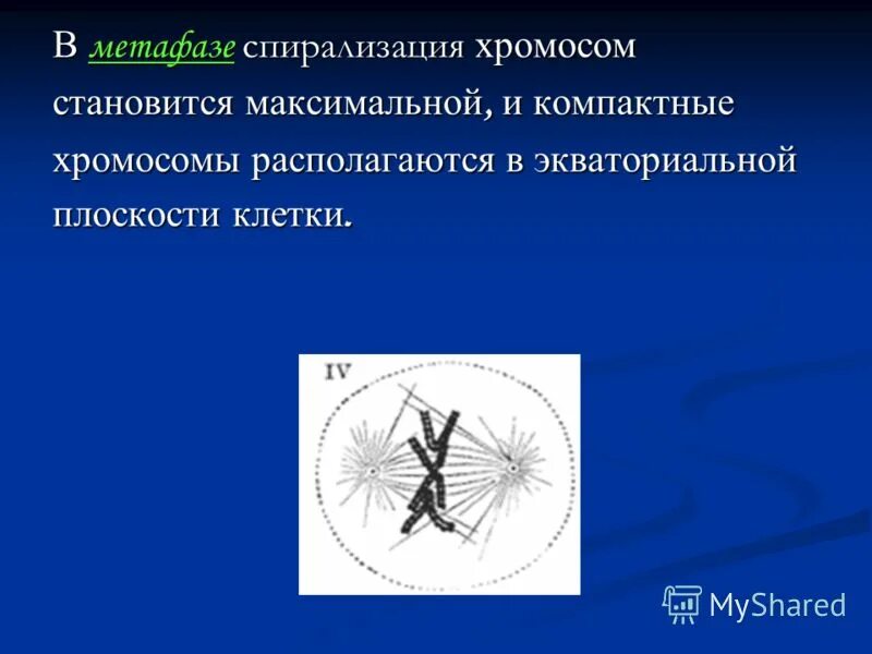 Спирализация хромосом это. Спиридизацич хромосом. Спирализация хромосом. Процесс спирализации хромосом. Хромосомы располагаются в экваториальной плоскости.