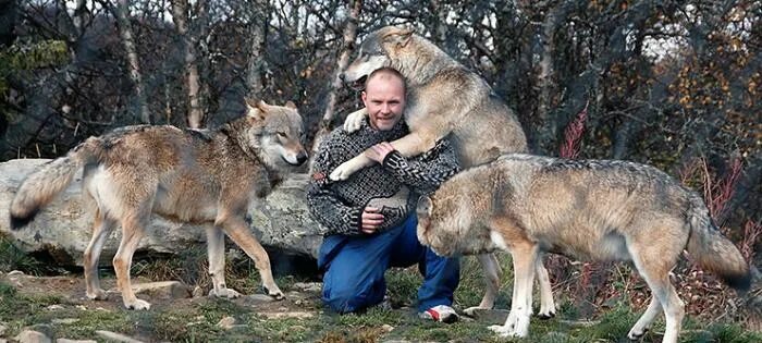 Продолжительность жизни волка в дикой природе. Продолжительность жизни волка. Волк в неволе. Волк Продолжительность жизни в неволе.