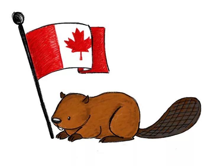 Герб с бобром. Национальный символ Канады Бобр. Бобер символ Канады. Символы Канады клен лошадь и Бобр. Национальные символы Канады.