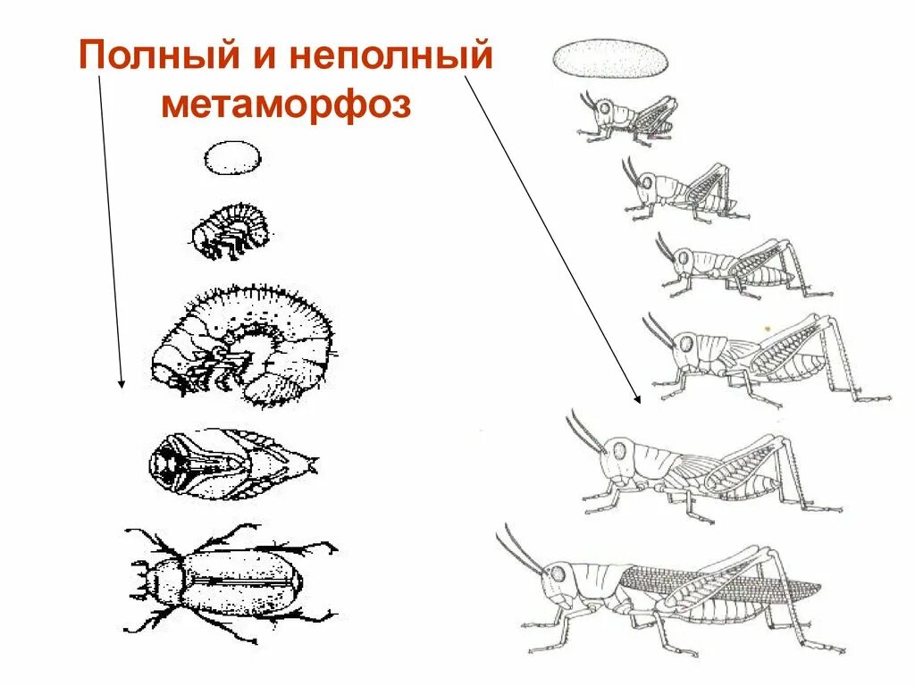 Метаморфоз с полным и неполным превращением. Размножение насекомых с полным и неполным превращением. Полный и неполный метаморфоз. Развитие с полным и неполным превращением. Полный метаморфоз стадии