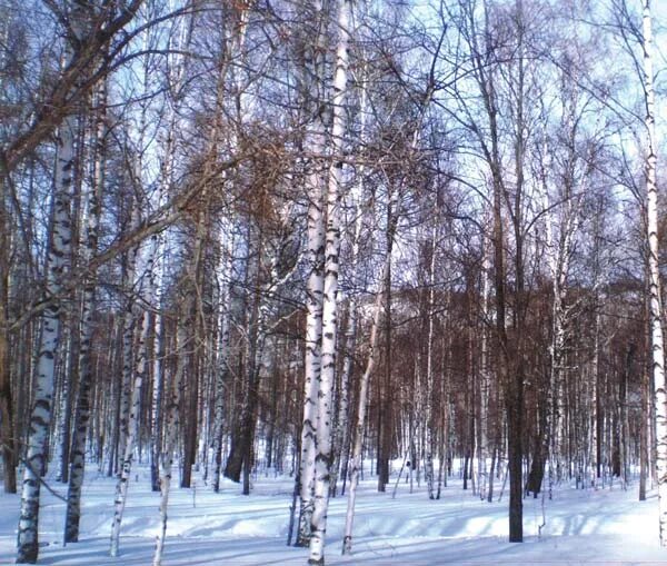 Заказник Березовский. Заказник Березовский Шарыповский район. Заказник Березовский Красноярский край. Заказник Березовский Красноярский край Шарыповский район. Заповедник березовский