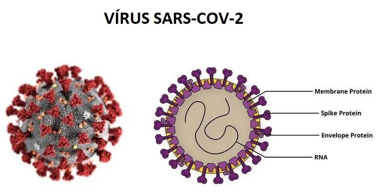 Строение вируса SARS-cov-2. Структура вируса SARS. Виды вирусов SARS cov 2. Строение коронавируса SARS-cov-2. Ковид 2 вирус