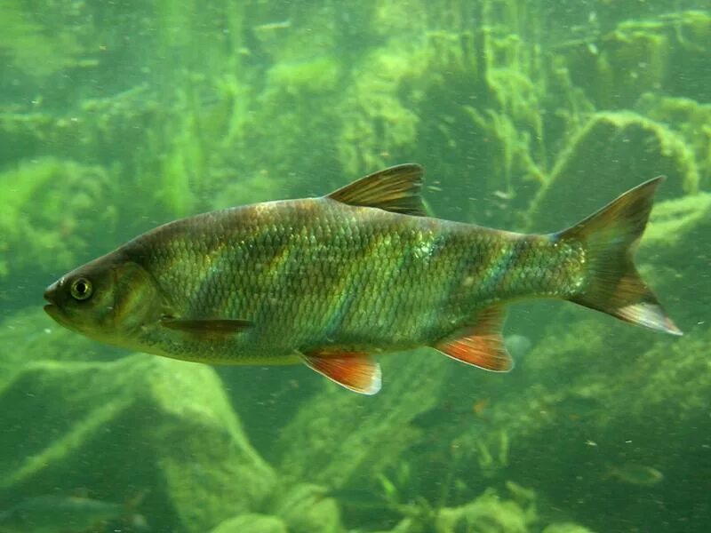 Почему численность растительноядных рыб. Язь Leuciscus idus. Leuciscus idus рыба. Язь Сибирский. Амурский язь.