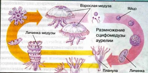 Медуза развитие с метаморфозом